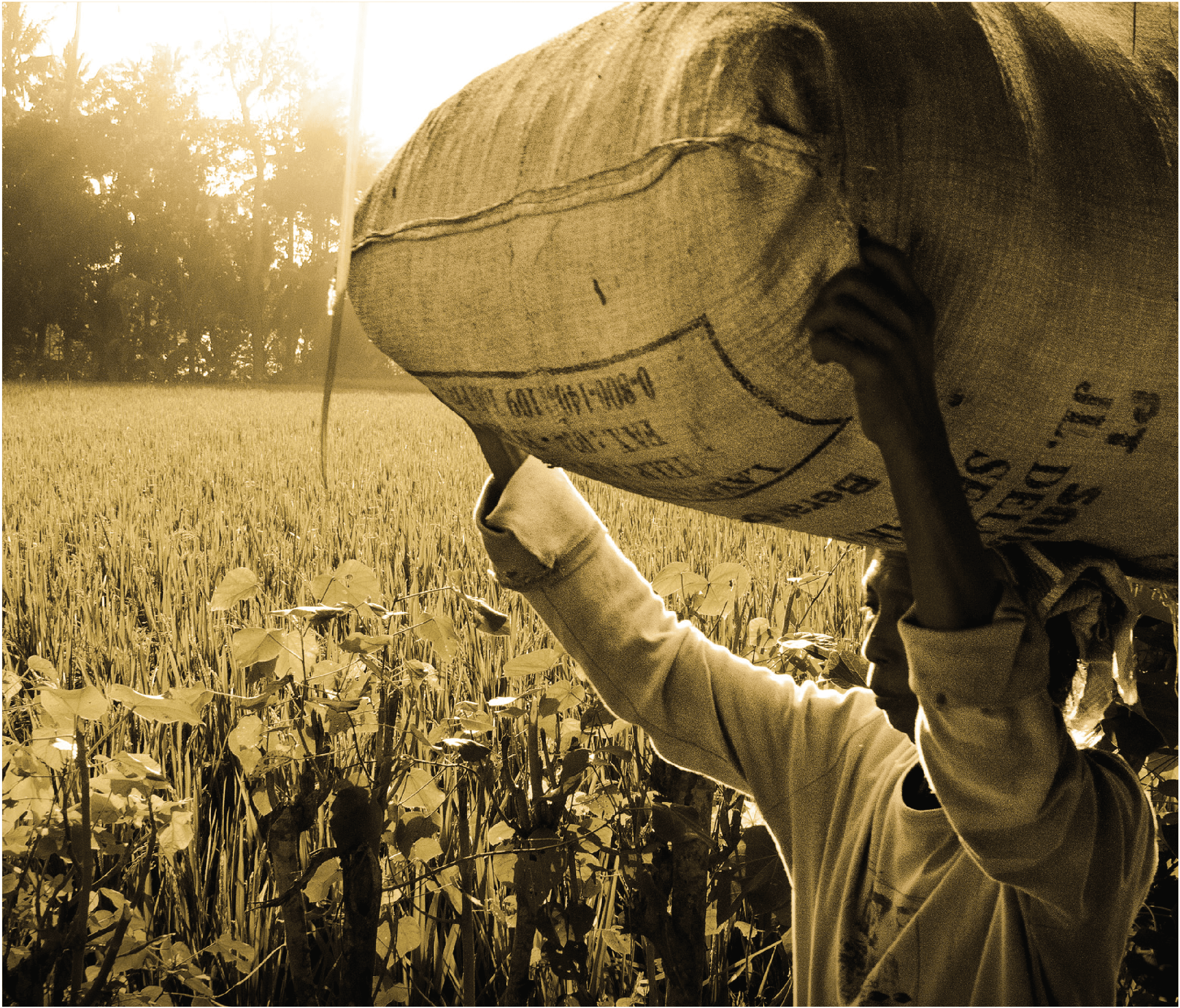 Photo of Cultivating Jute to be More Beneficial